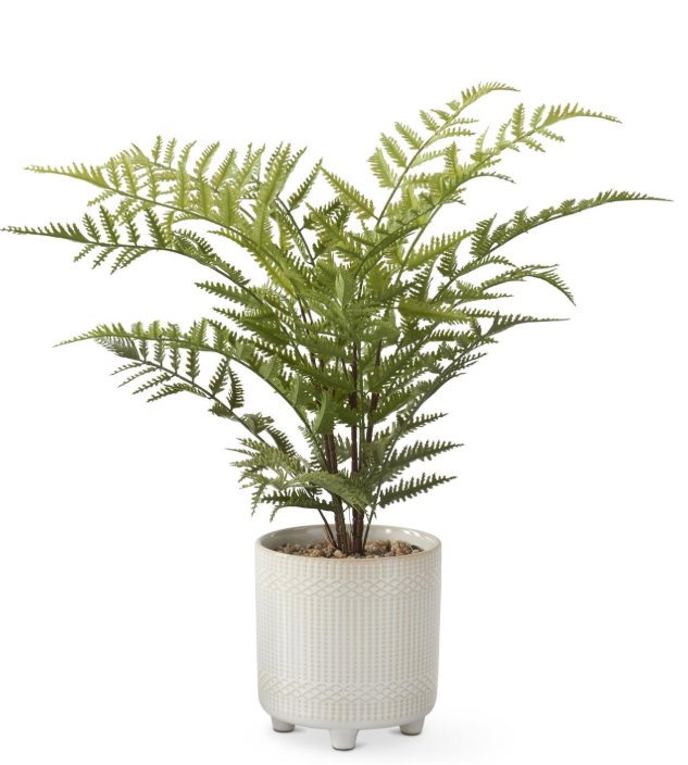 OSTRICH FERN IN CERAMIC POT