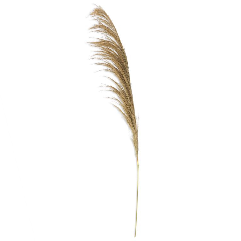 DRIED NATRUAL PAMPAS STEM