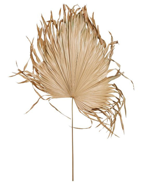 DRIED PALM FAN LEAF