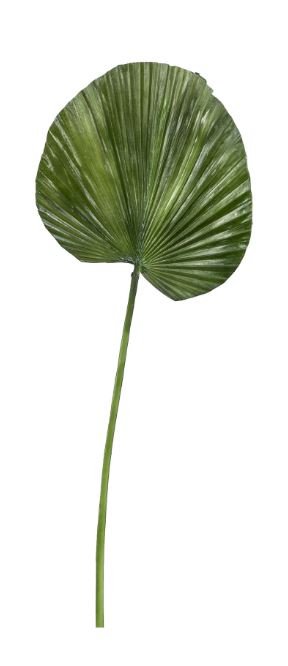 FAN PALM LEAF